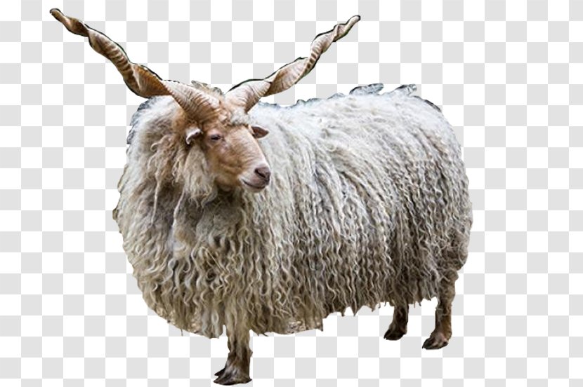 Racka Jacob Sheep Romanov Farma Park Horn - Ovis Orientalis Transparent PNG