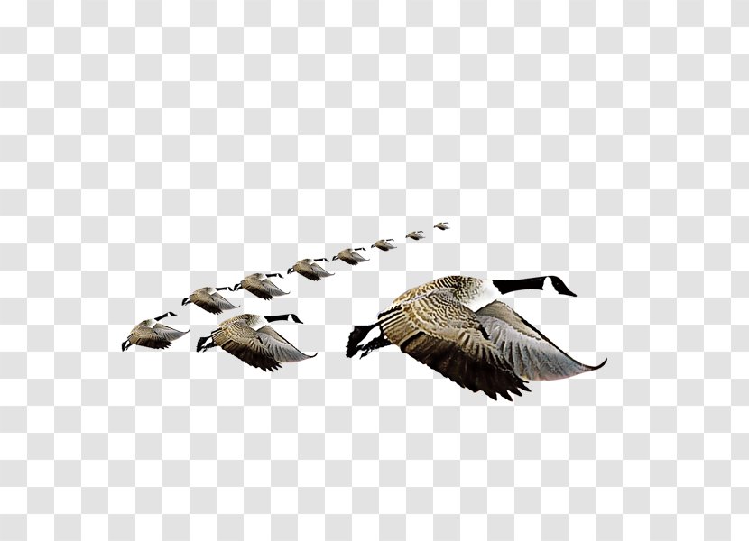 Swan Goose Bird Domestic - Wing - Dayan Transparent PNG