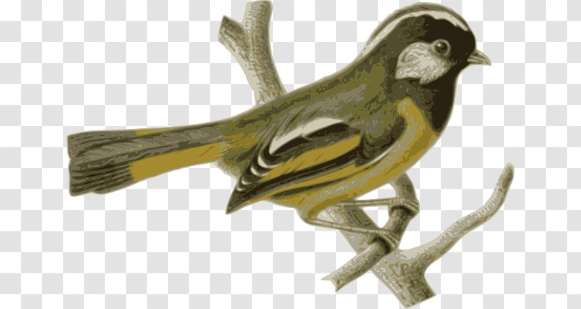Bird Feather Yellow Beak - Animal - Feathers Transparent PNG