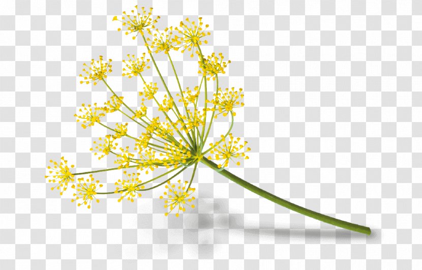 Fennel Flower Cow Parsley Goat Cheese Plant - Flowering Transparent PNG