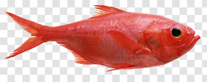 Redfish Northern Red Snapper Mullet Seafood - Food - Fish Transparent PNG