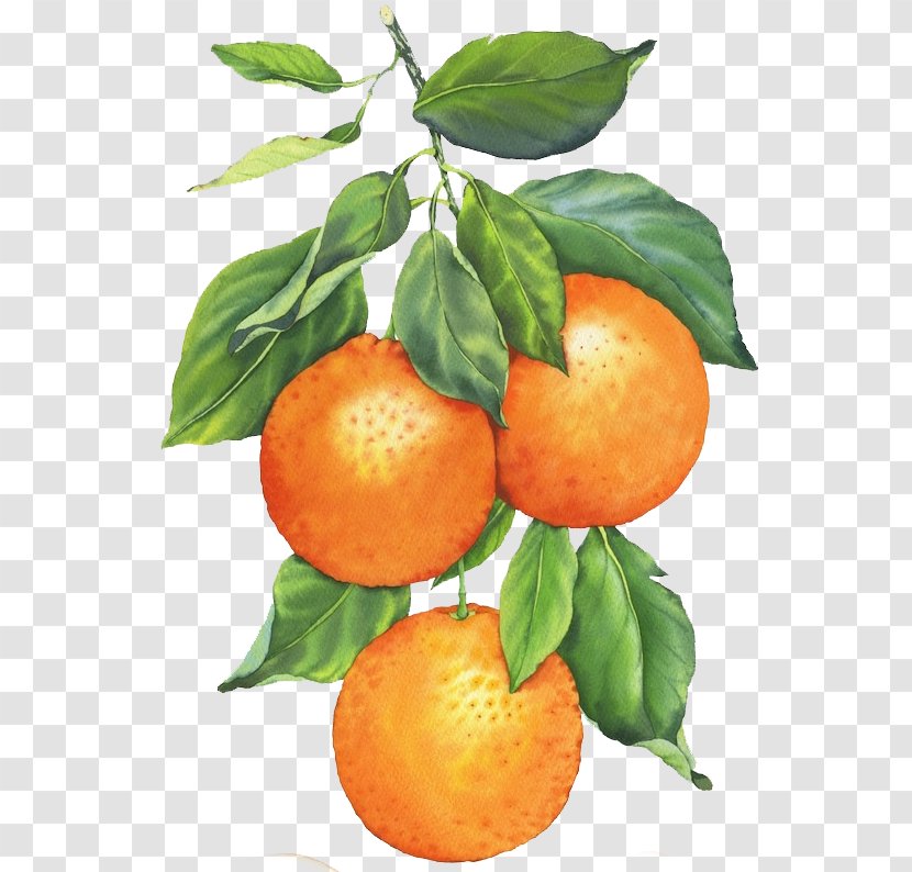 Clementine Watercolor Painting Mandarin Orange Art - Valencia Transparent PNG
