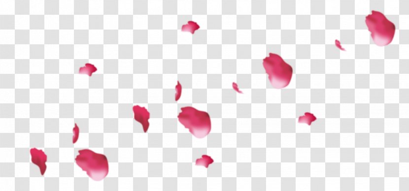 Petal Flower Pink Rose - Magenta - Petals Transparent PNG