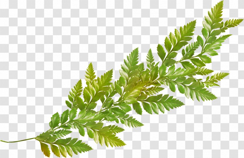 Leaf Creativity - Herb - Element Transparent PNG