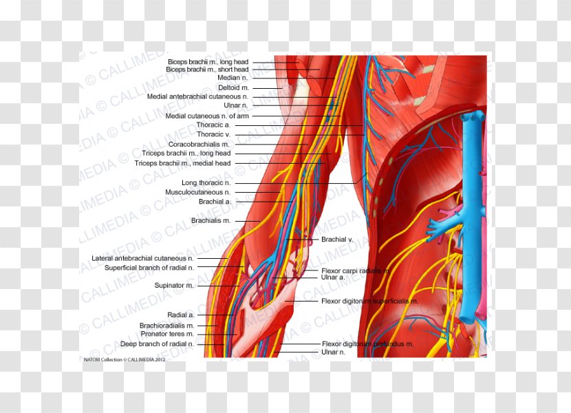 Anterior Compartment Of The Forearm Nerve Human Body Muscle - Tree - Arm Transparent PNG