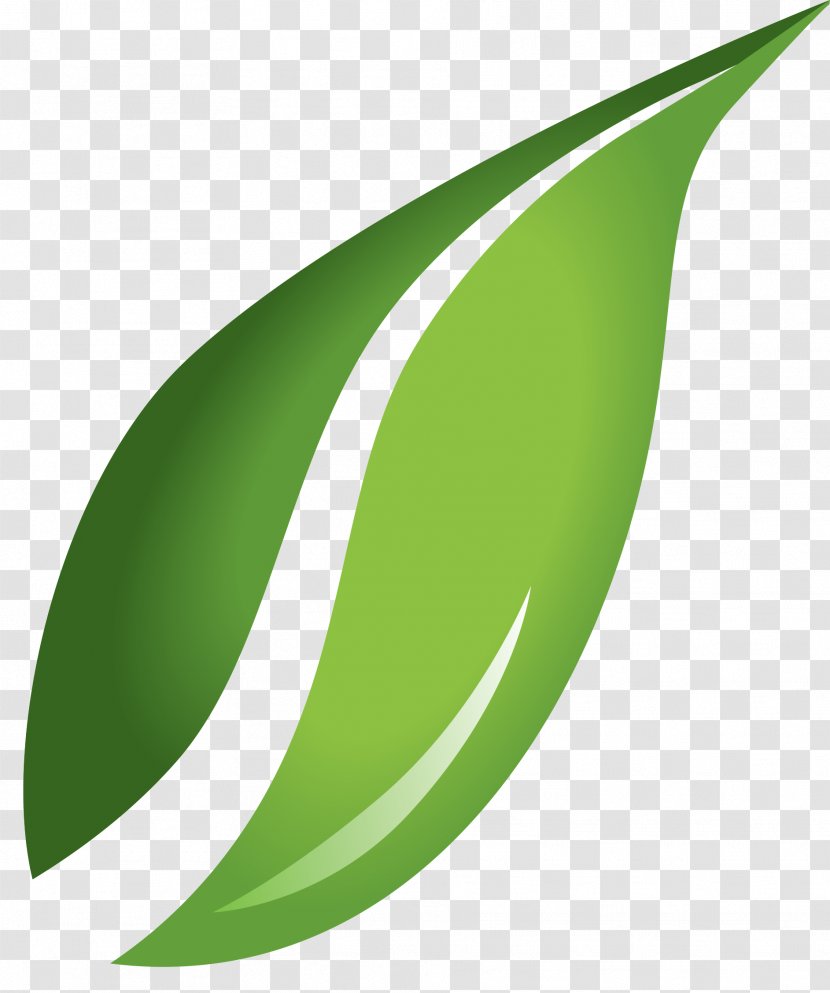 Leaf Clip Art - Green Transparent PNG