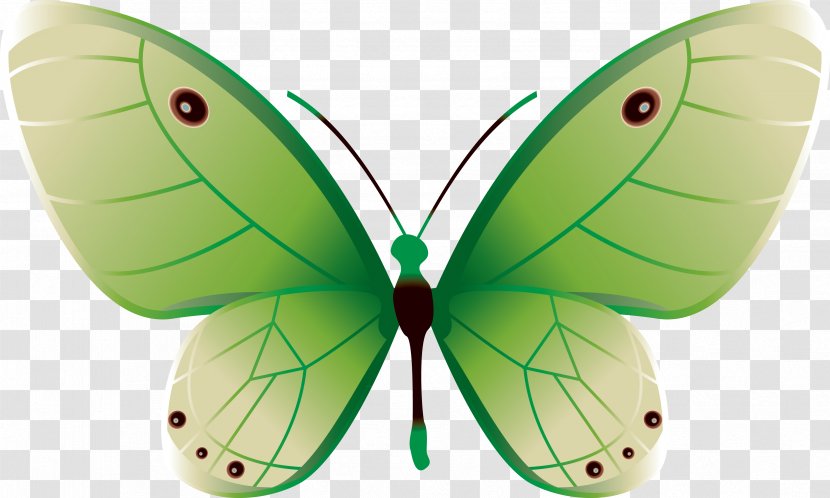 Butterfly Color Green - Arthropod Transparent PNG