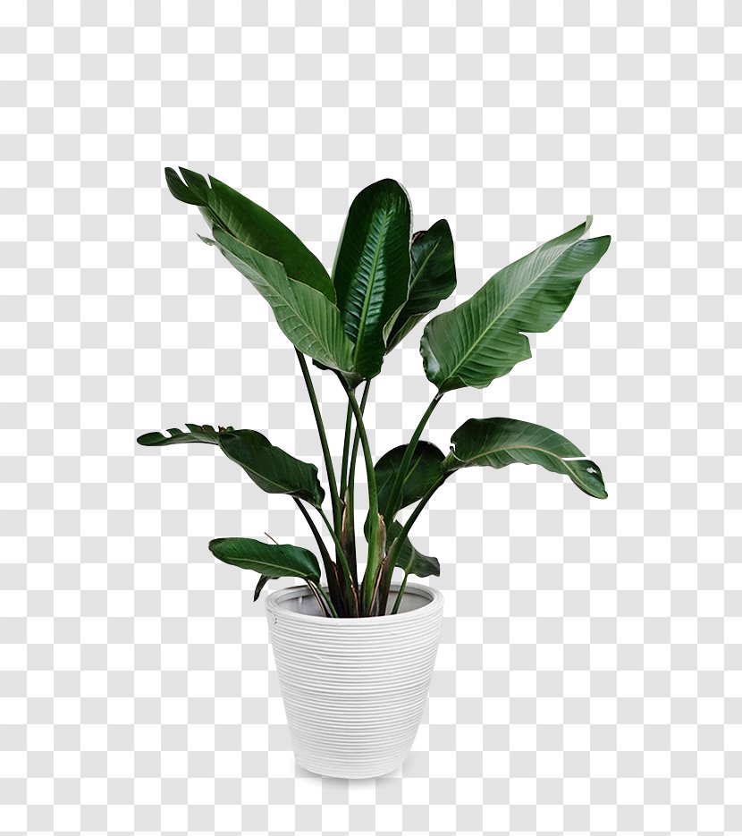 Leaf Swiss Cheese Plant Paper - Lactuca Sativa Var Longifolia You Mai Cai - Potted Plants Transparent PNG