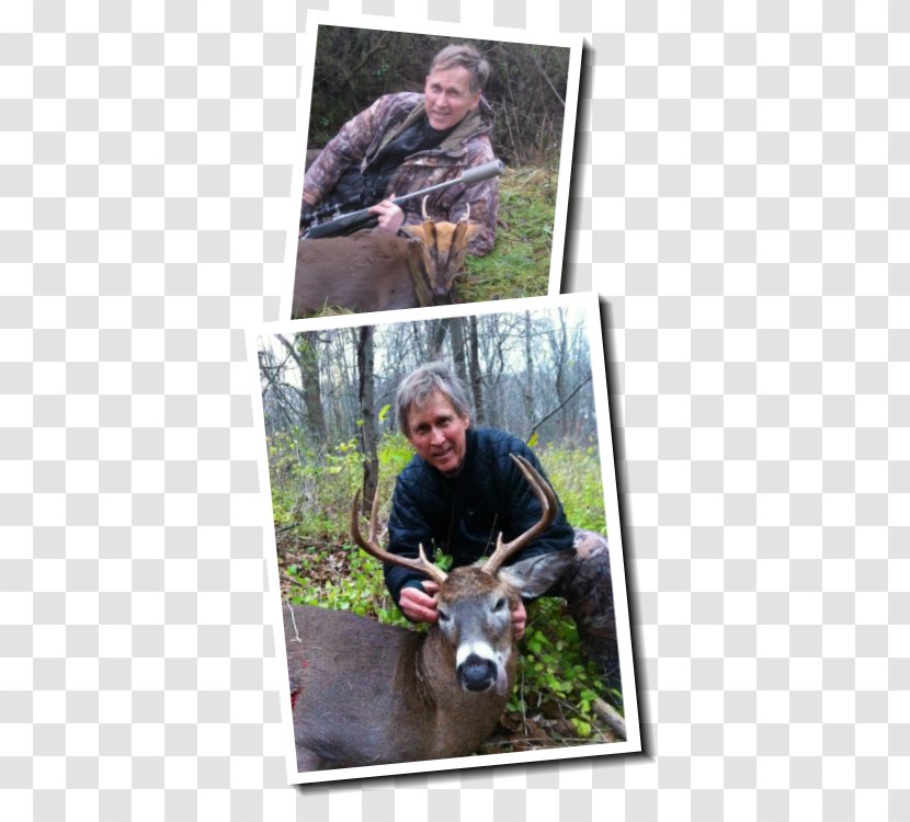 Reindeer Deer Hunting Wildlife Biologist - Outdoor Tourism Transparent PNG