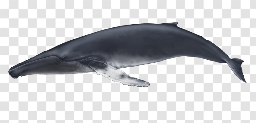 Common Bottlenose Dolphin Rough-toothed Tucuxi Wholphin White-beaked - Organism - BALEIA Transparent PNG