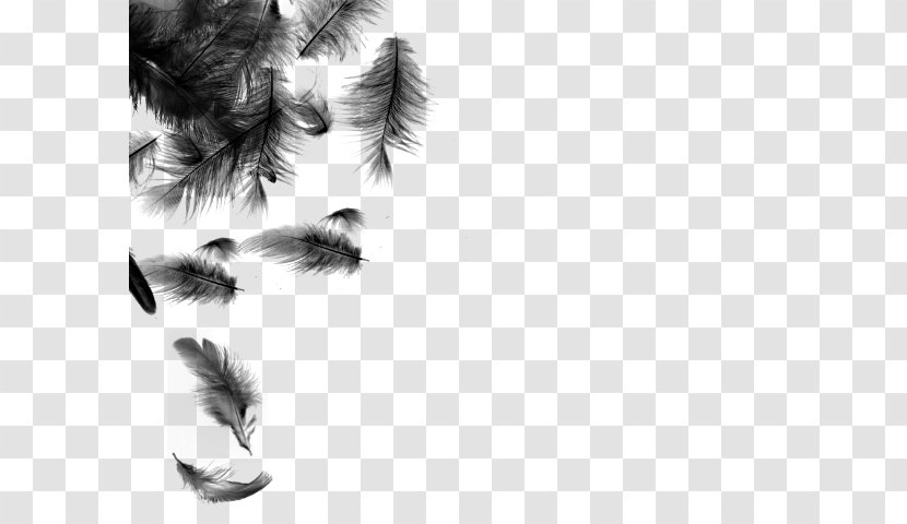 Feather Bird Color - Close Up - Black Transparent PNG