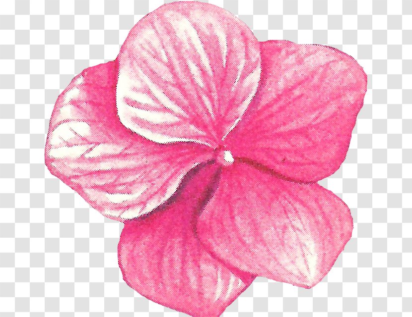 Petal Pink M Cut Flowers RTV - Magenta - Flower Transparent PNG