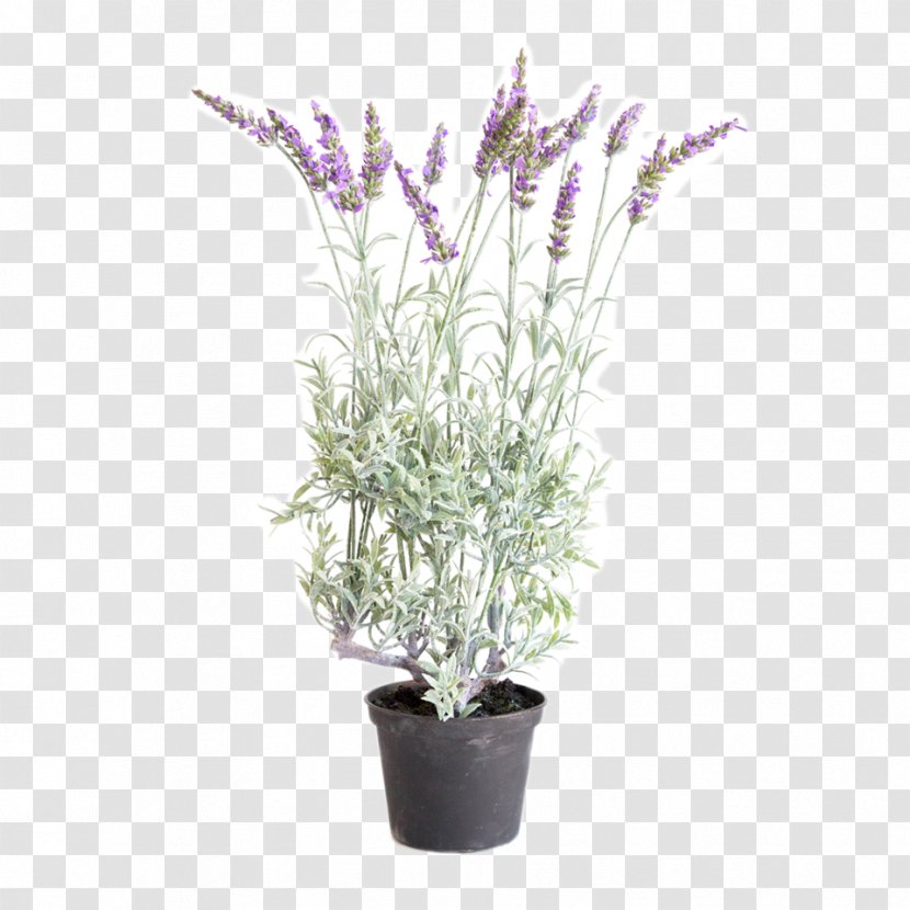 English Lavender French Shrub Plant Stem Flower Transparent PNG