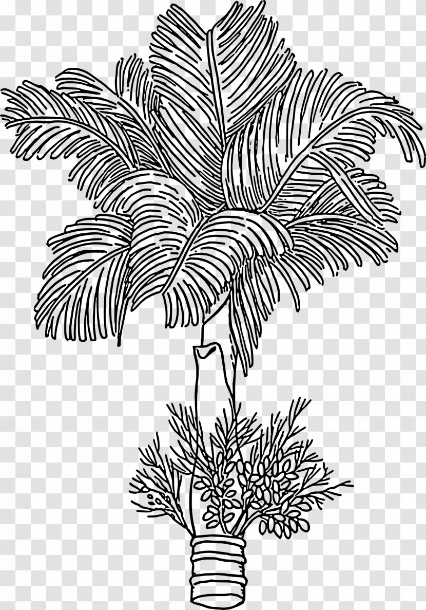 Fern Coloring Book Arecaceae Lilium - Leaf - Barley Transparent PNG