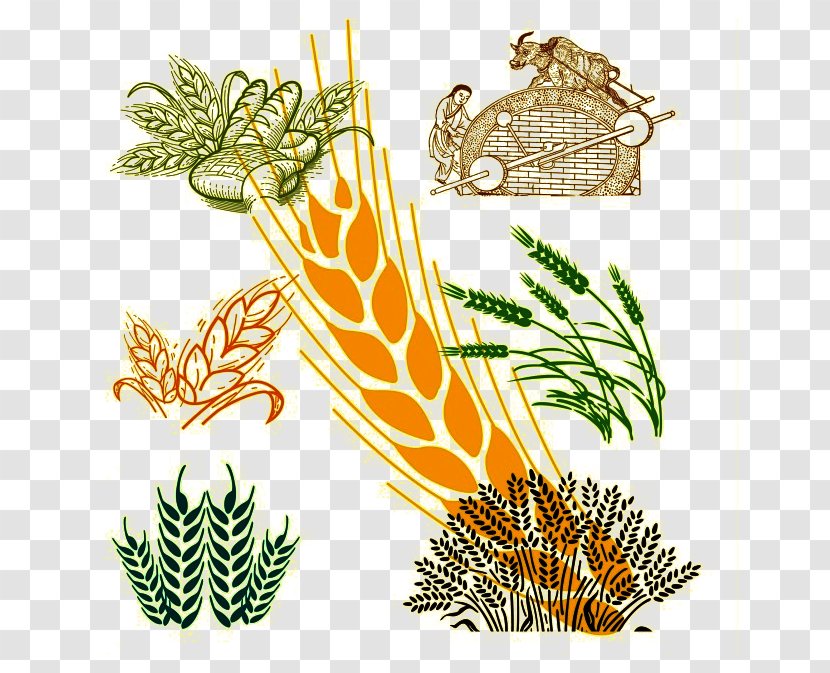 Wheat Pattern - Golden Barley Transparent PNG