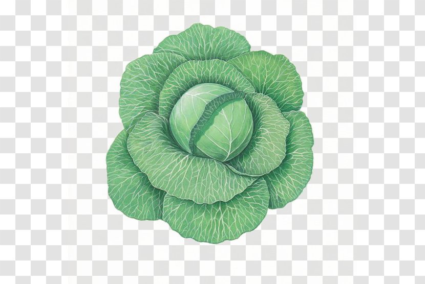 Cabbage Milk Vegetable Food - Watercolor - Green Transparent PNG