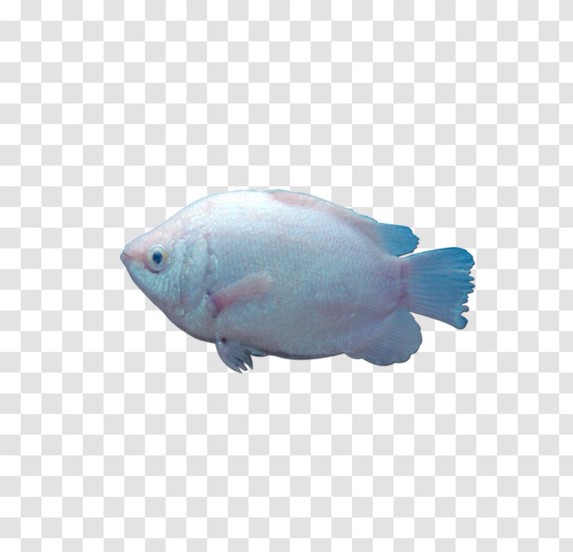 Clip Art - Painting - An Oily Fish Transparent PNG