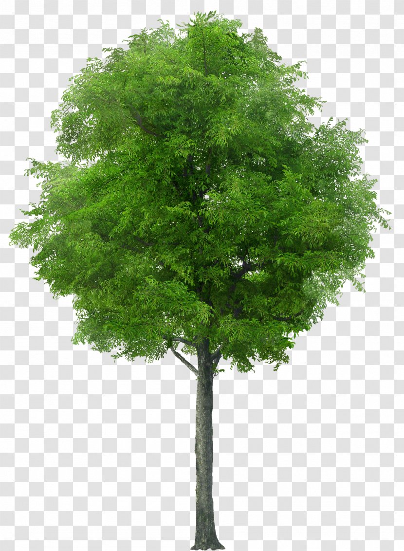 American Sycamore Populus Nigra Tree Clip Art - Sea Buckthorn Transparent PNG