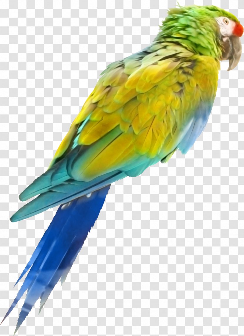 Bird Parrot Oiseaux Tropicaux Perroquet - Macaw Transparent PNG