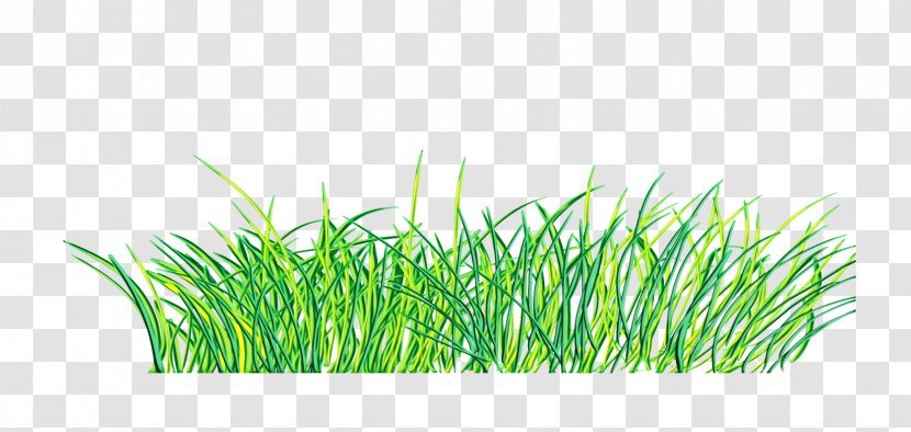 Green Grass Background - Plant - Wheatgrass Family Transparent PNG