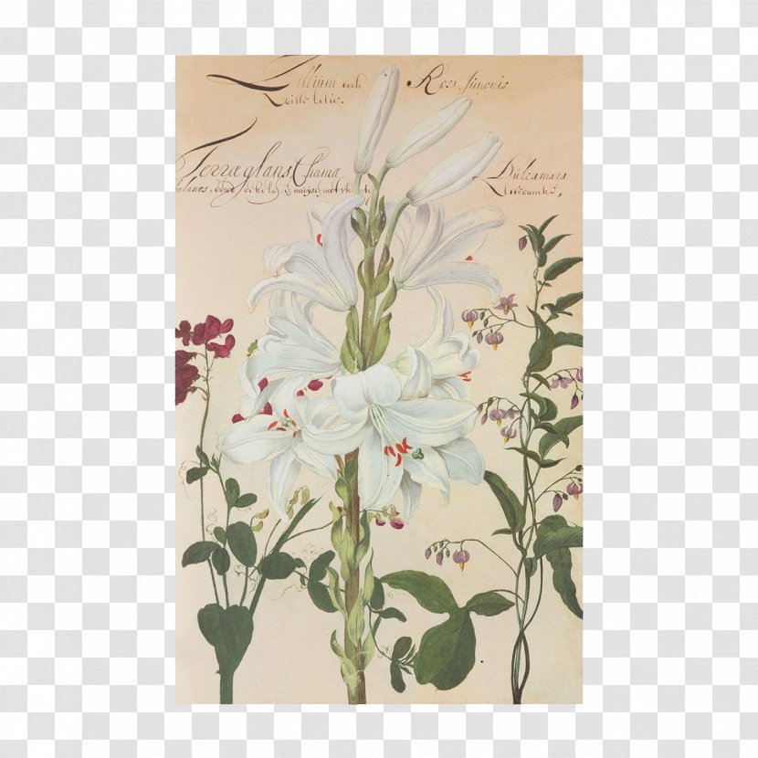 Flower Easter Lily Lilium Candidum Hortus Amoenissimus : Omnigenis Floribus, Plantis, Stirpibus... - Bouquet - Of The Valley Transparent PNG