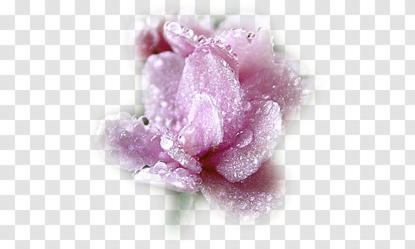 Author Flower Blog LiveInternet Woman - Lilac Transparent PNG