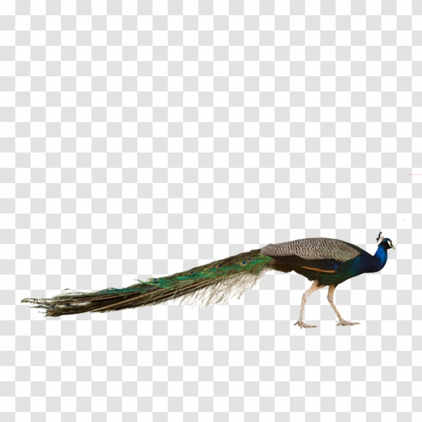 Bird Asiatic Peafowl Stock Photography Phasianidae - Fauna - Peacock Transparent PNG