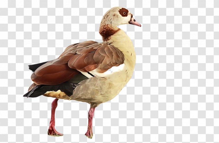 Bird Duck Water Ducks, Geese And Swans Beak - Goose - Wildlife Mallard Transparent PNG