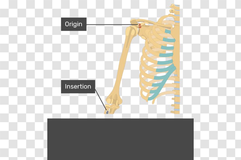 Coracobrachialis Muscle Biceps Subscapularis Deltoid - Organism - Arm Transparent PNG