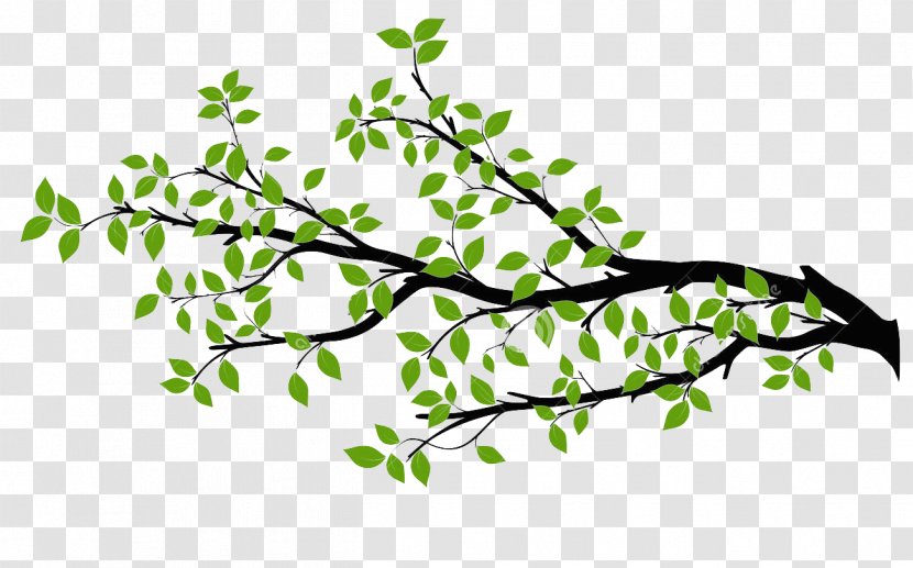 Branch Tree Drawing Royalty-free - Stock Photography Transparent PNG