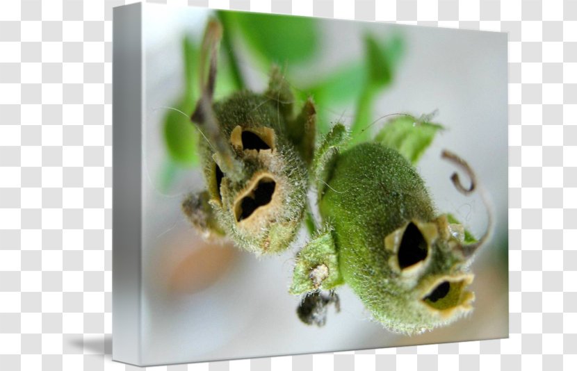 Snapdragon Seed Flower Sowing Plant - Imagekind Transparent PNG