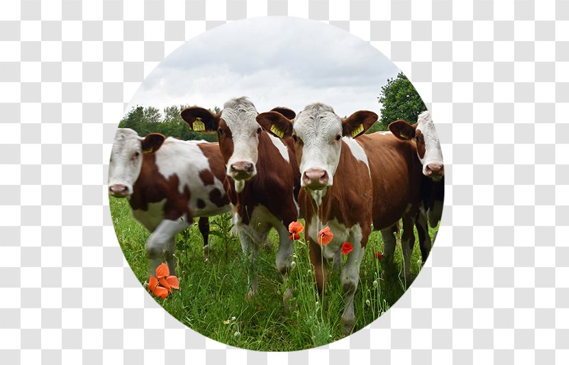Dairy Cattle .nl Pasture Location - Like Mammal - Cow Goat Family Transparent PNG