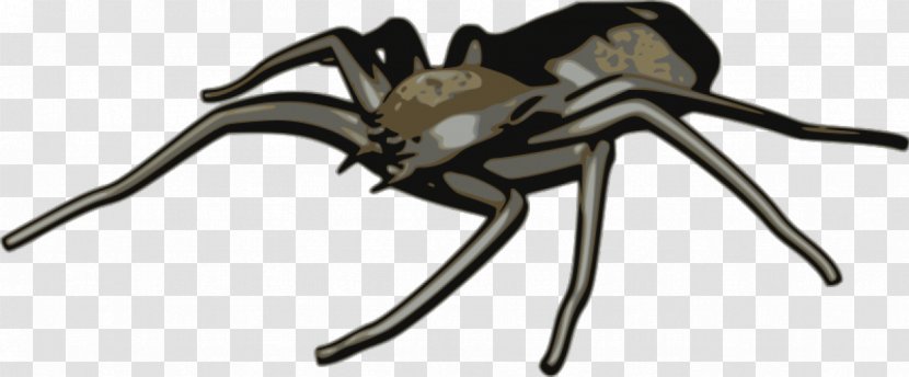 Spider Web Clip Art - Arachnid - Free Clipart Transparent PNG