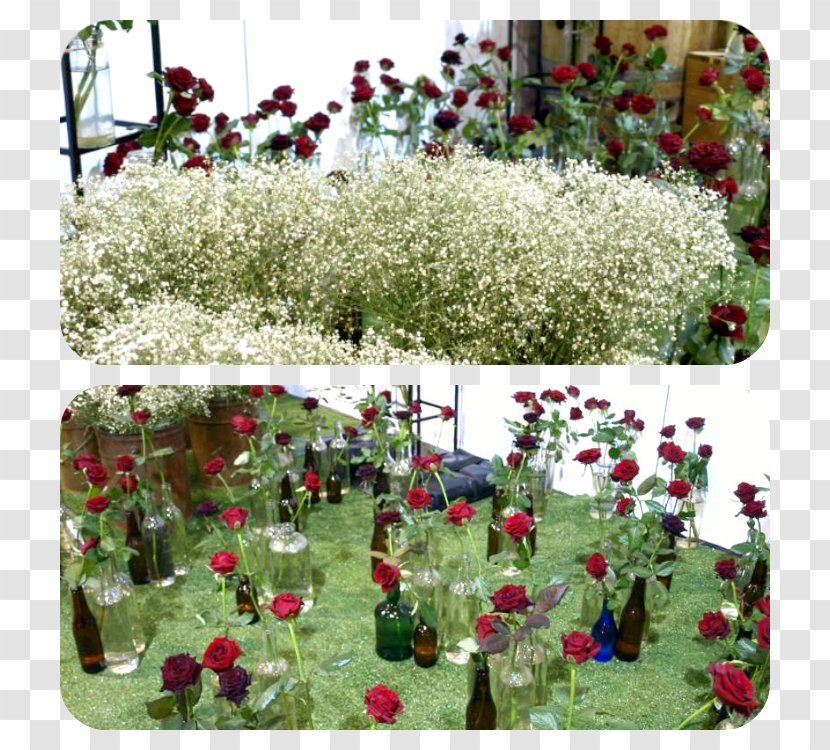 Garden Flowering Plant Shrub - Grass - Blush Floral Transparent PNG