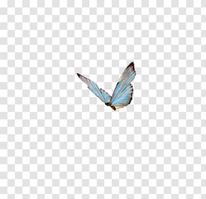 Papillon Dog Butterfly Insect High-definition Television Wallpaper - Butterfly,insect,specimen Transparent PNG