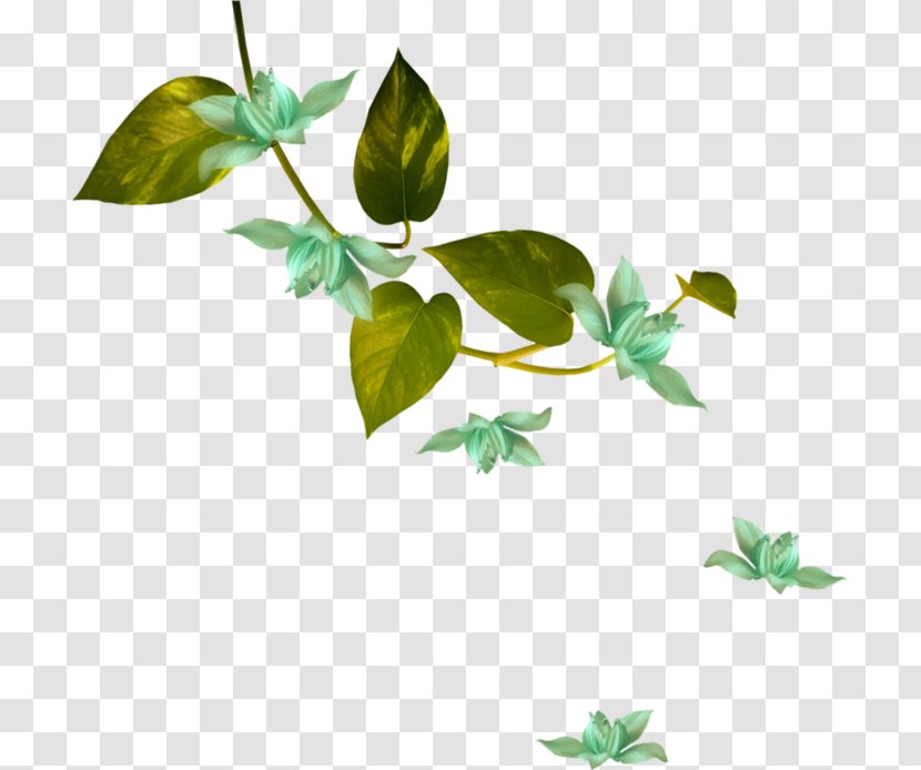 Green White Flower Image Plant Hari Raya Background Leaf Transparent Png