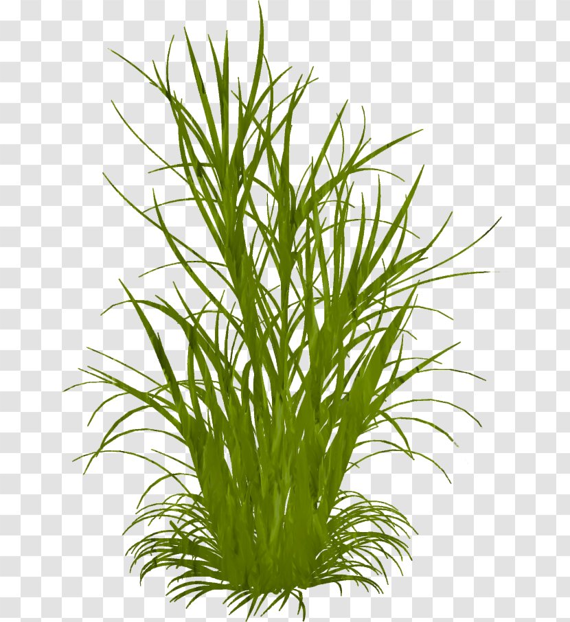 Ornamental Grass Grasses Weed Clip Art - Organism - Lemongrass Transparent PNG