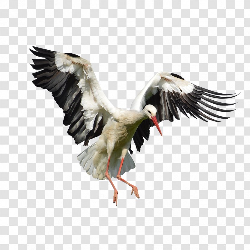 White Stork Bird Nest Plumage - Water Transparent PNG