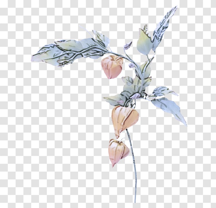 Flower Plant Leaf Cut Flowers Magnolia - Fictional Character - Flowering Transparent PNG