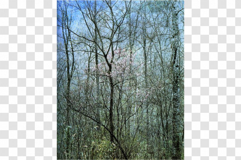 Intimate Landscapes: Photographs Amon Carter Museum Of American Art Redbud Tree In Bottom Land, Red River Gorge, Kentucky, April 17, 1968 Photography - Branch - Grove Transparent PNG