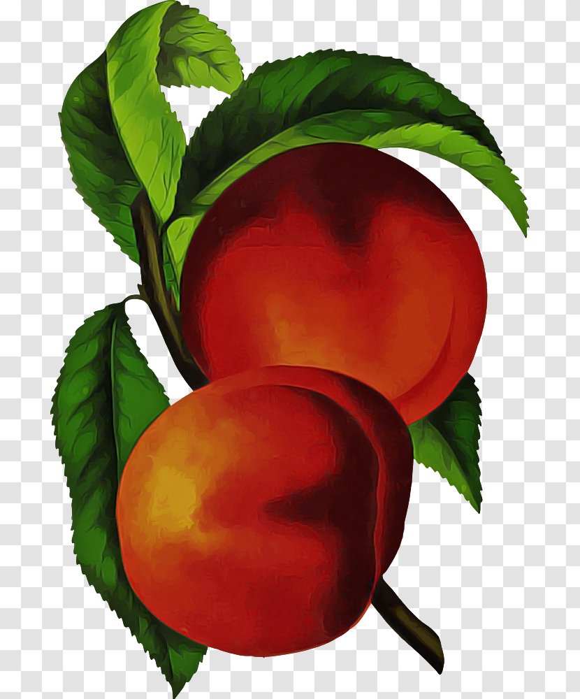 European Plum Peach Plant Leaf Tree - Fruit - Food Nectarine Transparent PNG