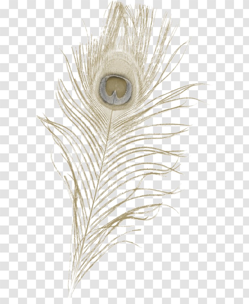 Feather Asiatic Peafowl Tail - Drawing Transparent PNG