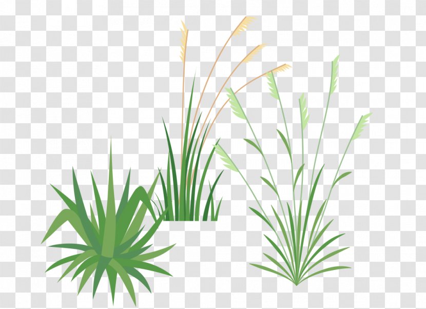 Ornamental Grass Festuca Glauca Pennisetum Alopecuroides Roof Plant - Leaf - Fountaingrasses Transparent PNG