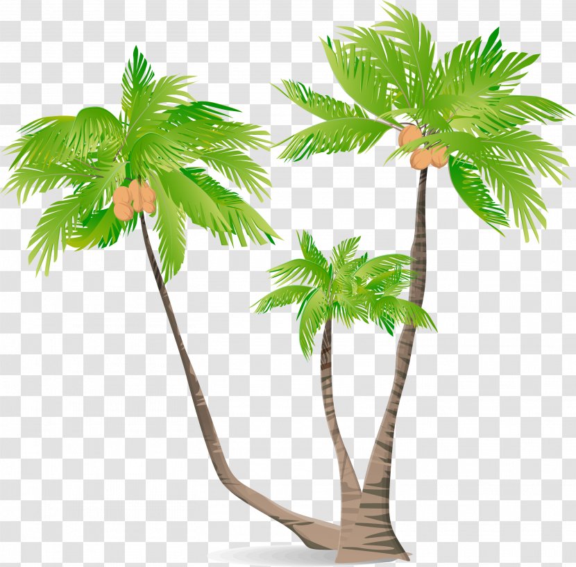 Arecaceae Green Coconut Illustration - Arecales - Cartoon Tree Transparent PNG