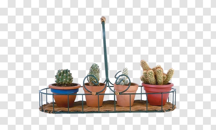 Cactaceae Flowerpot Bonsai - Plant - All Kinds Of Potted Cactus Transparent PNG