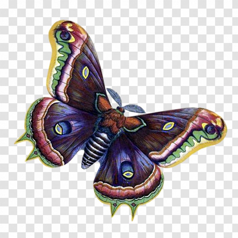 Monarch Butterfly Moth Clip Art Transparent PNG