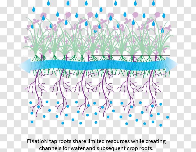 Biological Nitrogen Fixation White Clover Root - Flower - Tap Transparent PNG