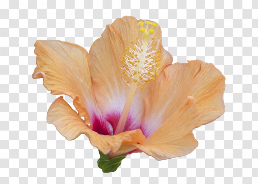 Flower Shoeblackplant Mallows - Green - Hibiscus Transparent PNG