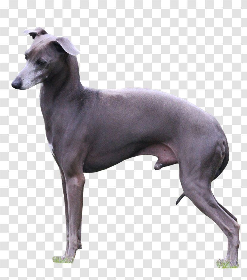 Italian Greyhound Sloughi Whippet Spanish - Peruvian Hairless Dog Transparent PNG