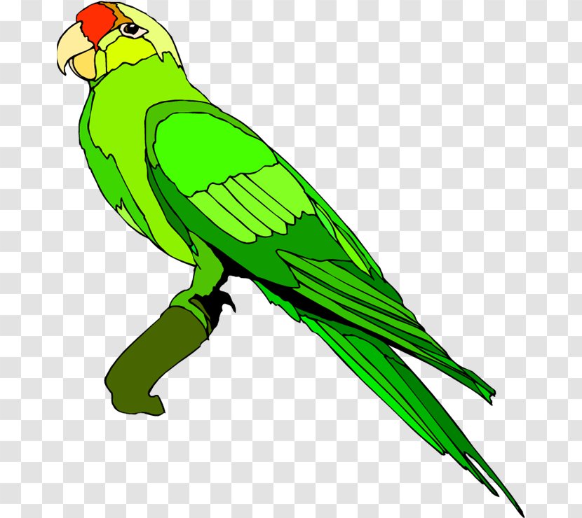 Parrot Clip Art Bird Openclipart Free Content - Animated Pirate Transparent PNG